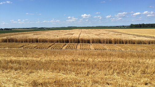 Figure 6. University of Nebraska-Lincoln winter wheat variety trial (25 entries/varieties) on July 16 in Washington County hosted by Hoegermeyer Farms, southwest of Herman. (Photo by Nathan Mueller)