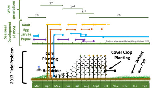 Figure 1. Seasonal ecology of wheat stem maggot (Allen 1933) overlaid on 2017 field issues. Arrows indicate likely source of infestation started with adult movement in the spring.