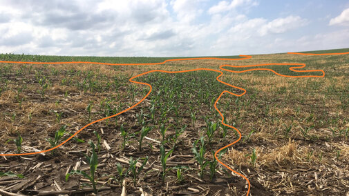 Figure 1. Rye cover crop planted in small sections of field for erosion control. Center photo shows a section of ground where cover crop did not establish with normally developing plants. Damaged corn plants were primarily restricted to areas where cover crop was present.