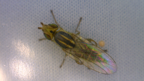 Wheat stem maggot fly