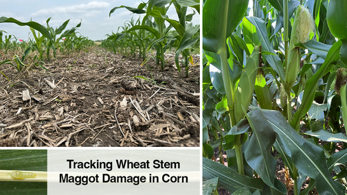 Collage showing wheat stem maggot damage in corn: close-up of a larva on a corn stem, a row of young corn plants in residue, and mature plants with delayed ear development. Text overlay reads ‘Tracking Wheat Stem Maggot Damage in Corn.'