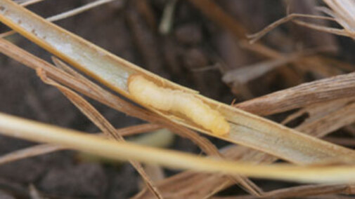 wheat stem sawfly in a wheat stem