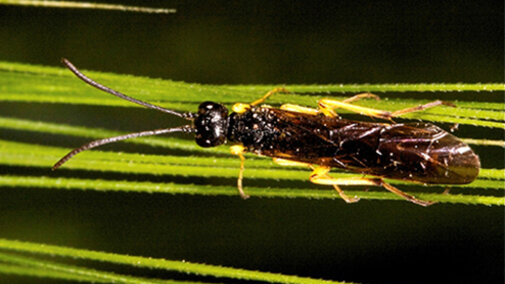 Wheat stem sawfly