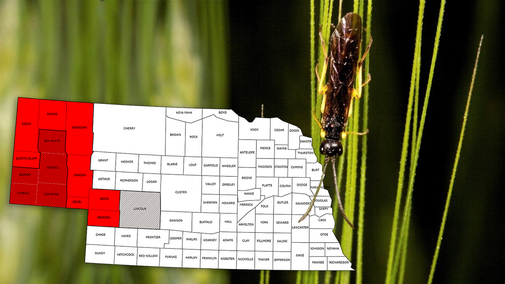 Map of Nebraska counties showing wheat stem sawfly and parasitoid presence, overlaid on a close-up photo of a wheat stem sawfly on a wheat stem.
