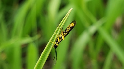 Wheat stem sawfly on wheat leaf