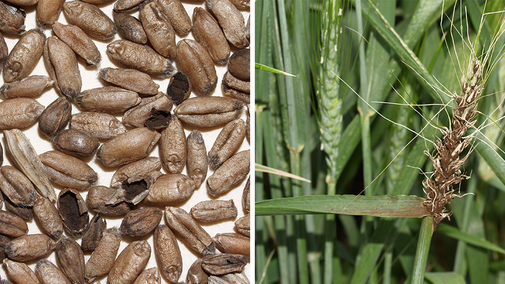 Bunted wheat and loose smut of wheat.