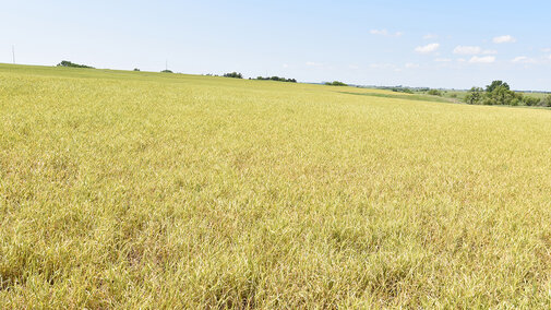 Severe wheat streak mosaic