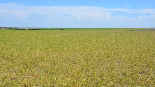 Wheat streak mosaic virus in wheat