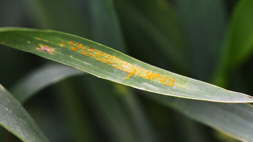 Figure 1.  Stripe rust in a growerâs field in Perkins County on May 30.