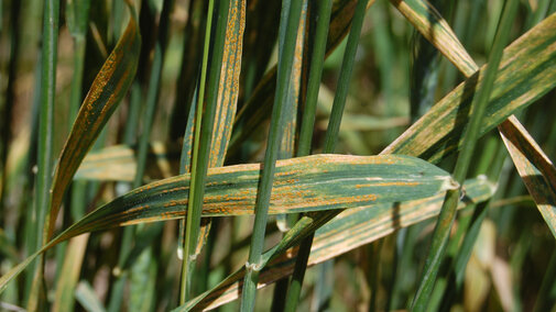 Stripe rust in wheat in the Nebraska Panhandle. (Photo by Bob Harveson)