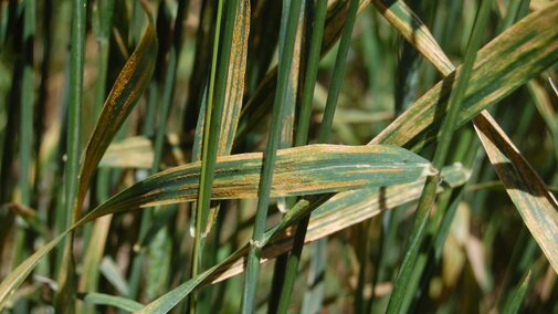 stripe rust in wheat