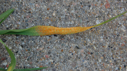 Figure 1. This is the second successive year for stripe rust to be identified in the fall in Panhandle wheat.