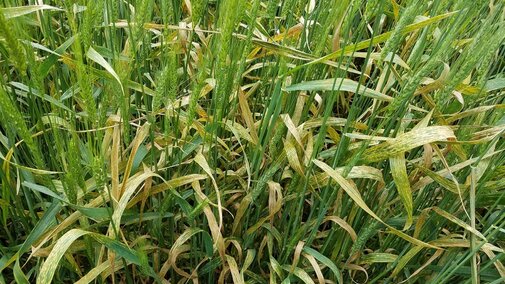 Dead or dying wheat flag leaves due to stripe rust