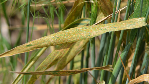 Figure 1.  Stripe rust on a flag leaf in a growerâs field in south central Nebraska in 2016