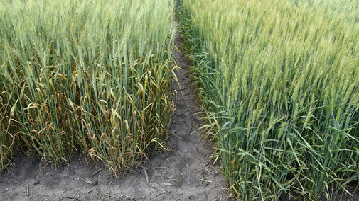 Figure 1.  A stripe rust susceptible (left) and resistant variety in a state variety trial in southeast Nebraska on June 3.