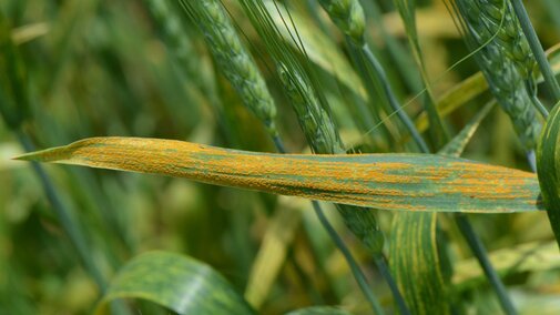 Stripe rust ina field of wheat