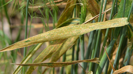 Wheat stripe rust