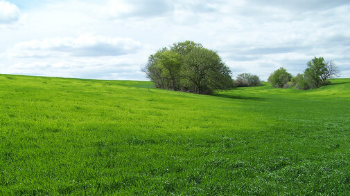 Wheat field exhibiting symptoms of sulfur deficiency.