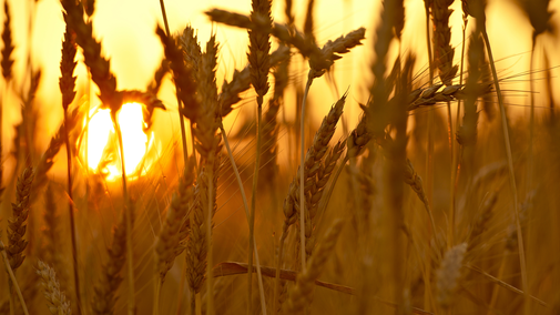 Wheat field at sunset