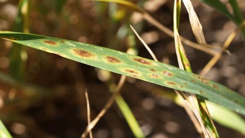 Tan spot in wheat
