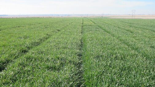 Figure 1.  Red Willow County winter wheat variety plot.