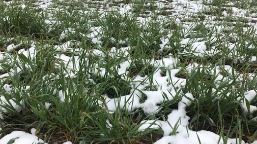 A snowy field with grass