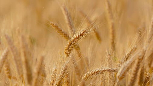 Wheat field