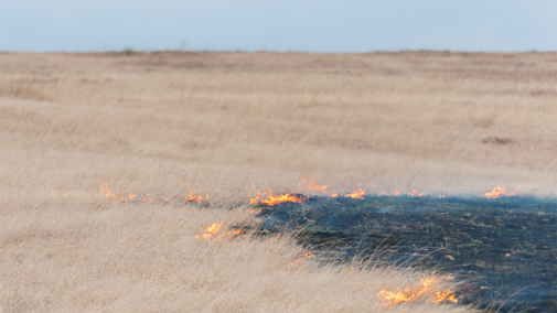 Wildfire spreads across open pasture