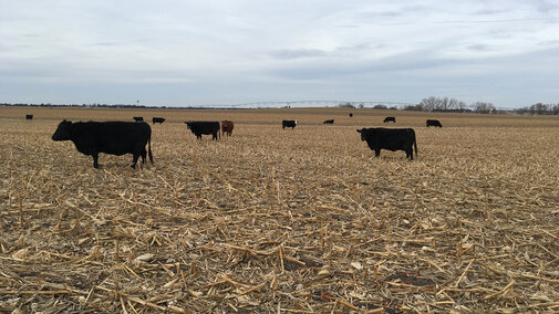 Figure 1. Grazing cover crops planted after corn harvest can be a win-win situation for both crop and livestock producers. An April 4 Nebraska Extension field day will explore some of the challenges and opportunities and showcase recent university research on implementing the system in eastern Nebraska.