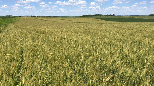 Eastern Nebraska wheat field that yielded more than 110 bu/ac.