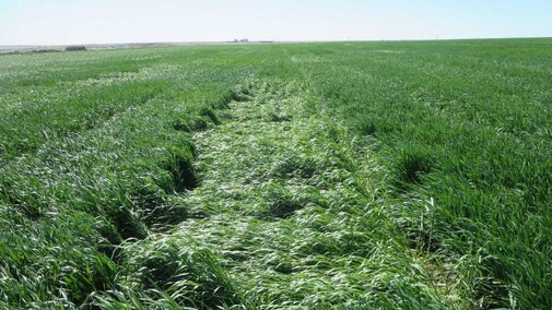 Wheat variety trials exhibiting difference levels of storm damage