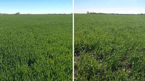 Comparison of wheat fields in Nuckolls County. The early-planted field (left) is at the jointing stage, Feekes 6, while the later planted field is at Feekes 4-5. (Photos by Michael Sindelar)