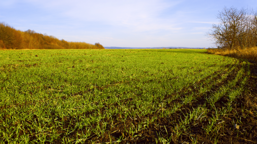 Winter wheat seedlings in field during autumn