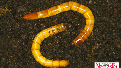 wireworm