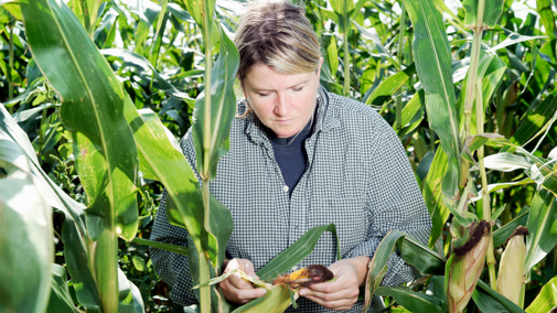 Women examines corn in field