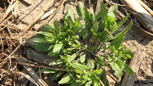 Marestail seedling