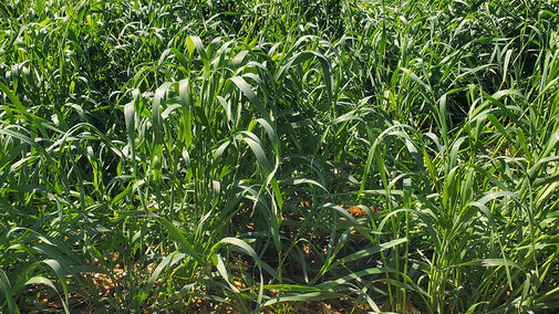 yankee rye in field