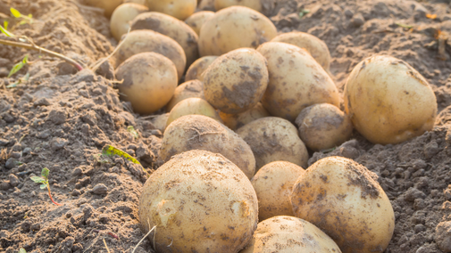 potatoes in field