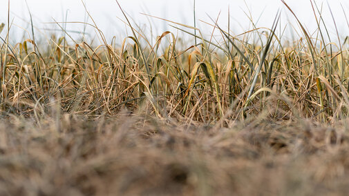Low-angle view of drought-stressed winter wheat with dry, brown leaves and sparse green growth in a field.