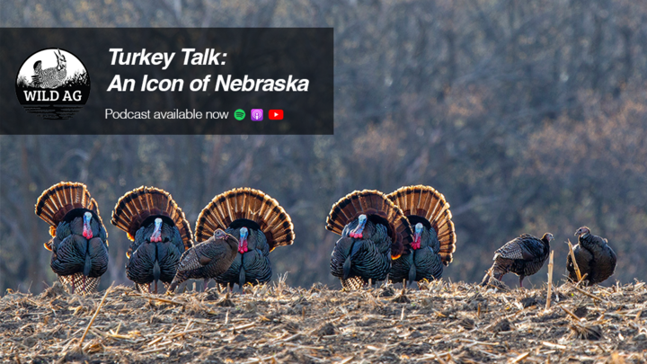 Five male wild turkeys strut in a harvested field at sunrise, tails fanned and red wattles visible, with a WildAg podcast graphic overlay.