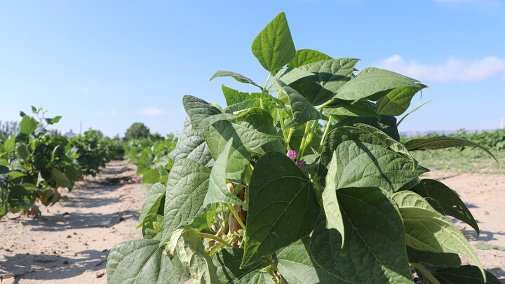 closeup of dry bean plant