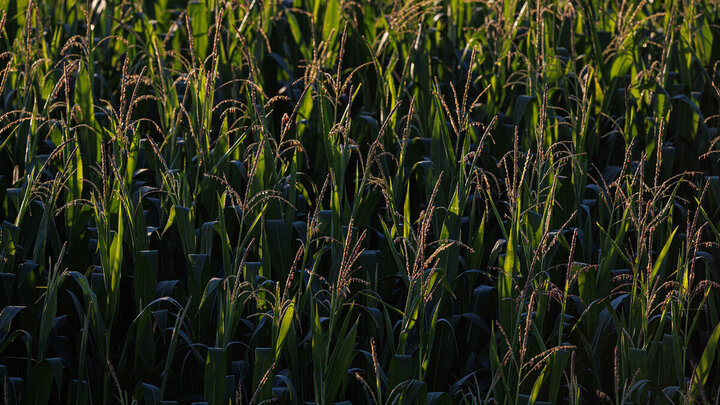 closeup of dark corn field