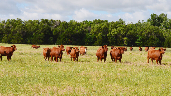 Red beef cattle grazing in a green pasture with a tree line in the background under a partly cloudy sky.