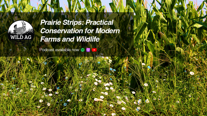 Graphic reads “Prairie Strips: Practical Conservation for Modern Farms and Wildlife.” Corn field with flowering prairie strip plants in the foreground.