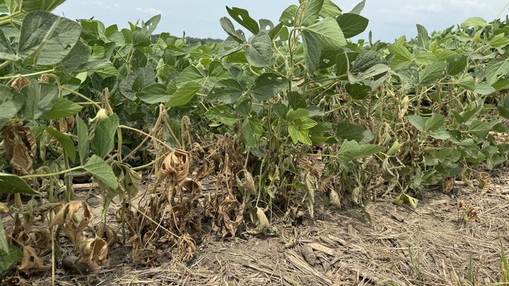 field affected by soybean gall midge