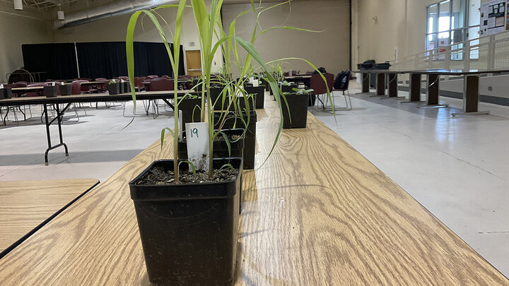 plants in seedling containers on top of table