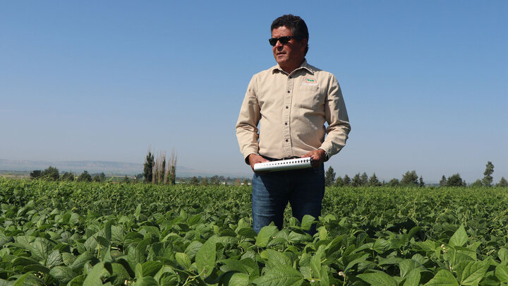 Man stands in field of young green dry bean plants