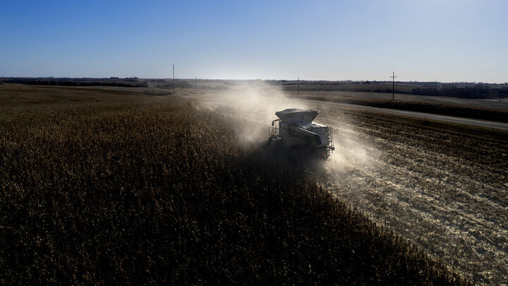 combine harvesting corn