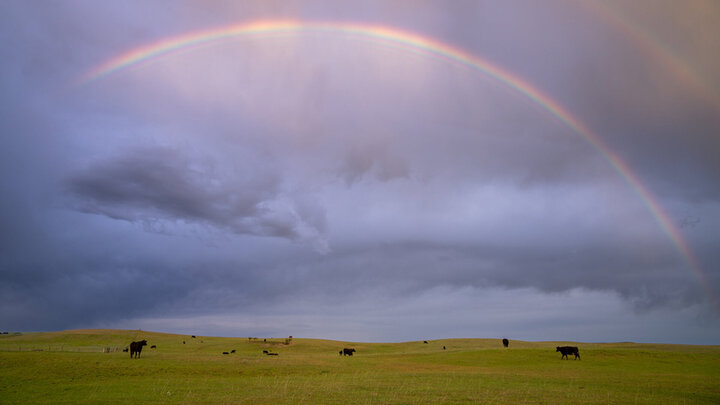rainbow in cloudy sky above pasture and cattle