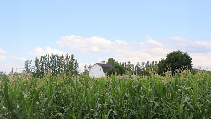 barn peeks over corn field on farm
